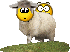 :sheep1